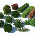 Diverse Garden Shrubs in Various Shapes and Flowering Colors for Landscaping