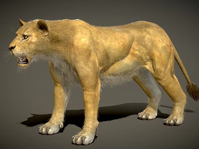 Realistic Lioness Standing In Natural Pose With Detailed Fur And Lifelike Features 3d model