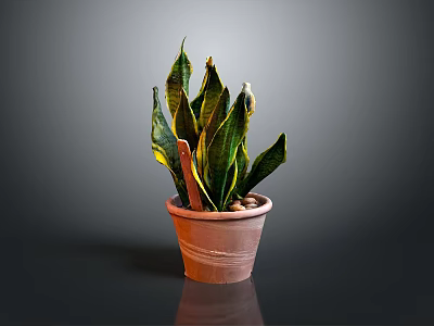 Snake Plant In Brown Clay Pot With Green And Yellow Leaves On Dark Background 3d model