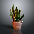 Snake Plant In Brown Clay Pot With Green And Yellow Leaves On Dark Background