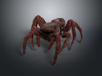 Brown Hairy Spider With Multiple Long Legs And Black Eyes 3d model