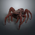 Brown Hairy Spider With Multiple Long Legs And Black Eyes