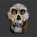 modern skull human skull fossil skeleton 3d model