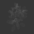 Natural Growing Small White Flowers And Green Leafy Plants With Lush Foliage