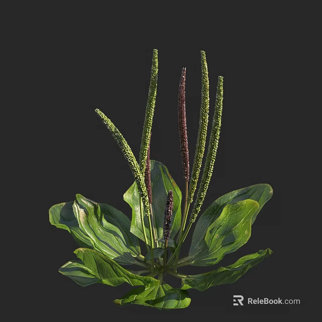 Fresh Lush Flowering Plant With Green Leaves And Deep Purple Spikes 3d model 