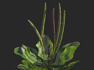 Fresh Lush Flowering Plant With Green Leaves And Deep Purple Spikes 3d model