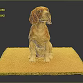 Adorable Brown And White Dog Sitting On Yellow Mat With Gray Background