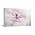 Pink Poppy Plant Painting Framed Artwork With Water Drops On Blue Wall