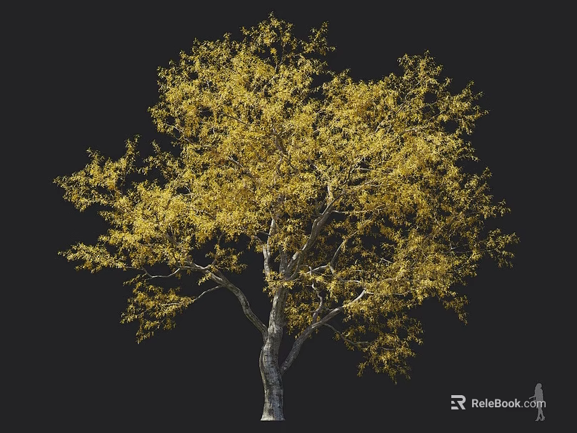 Tall Deciduous Tree Featuring Yellow Autumn Leaves And White Trunk With Human Scale 3d model 