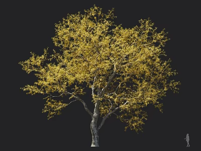 Tall Deciduous Tree Featuring Yellow Autumn Leaves And White Trunk With Human Scale 3d model