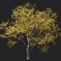 Tall Deciduous Tree Featuring Yellow Autumn Leaves And White Trunk With Human Scale