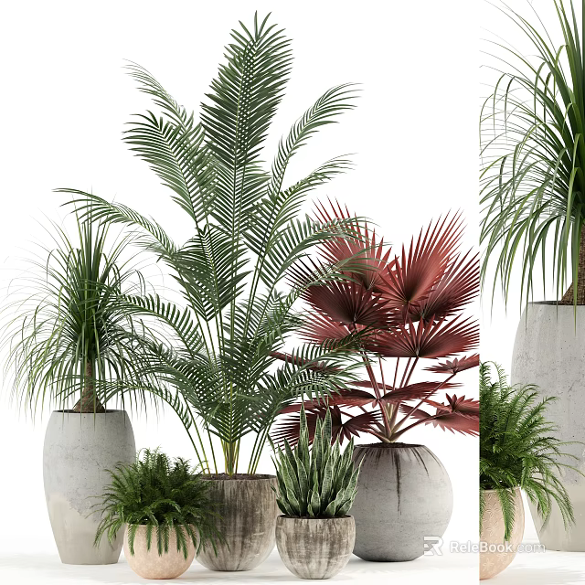 Bonsai Potted Plants With Various Leaf Types Green And Red Foliage In Modern White Pots 3d model 