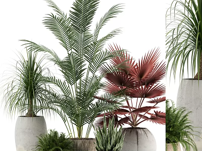 Bonsai Potted Plants With Various Leaf Types Green And Red Foliage In Modern White Pots 3d model