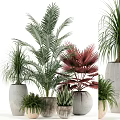 Bonsai Potted Plants With Various Leaf Types Green And Red Foliage In Modern White Pots