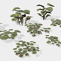 Diverse Green Plants With Various Leaf Shapes And Sizes On White Background