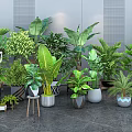 Indoor Home Potted Plants Collection With Various Green Leafy Species And Stylish Decorative Pots
