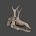 Detailed Dinosaur Skull Fossil Exhibit From University of Wyoming Collection