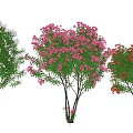 Colorful Flowering Trees With White Pink And Red Blossoms In Garden