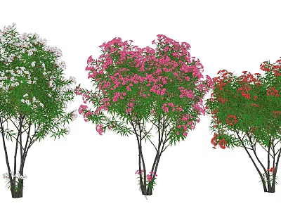 Colorful Flowering Trees With White Pink And Red Blossoms In Garden 3d model
