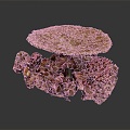 Modern Coral Red Coral White Coral Blue Coral 3d model