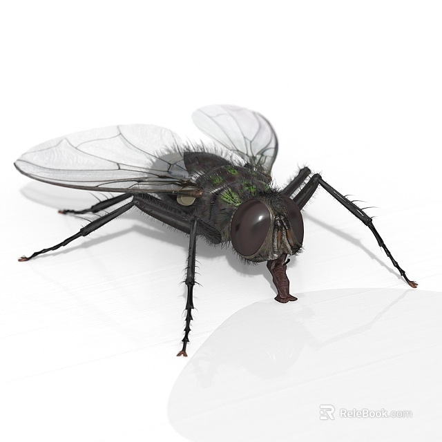 Detailed Close up View of Black Fly with Transparent Wings and Compound Eyes 3d model 