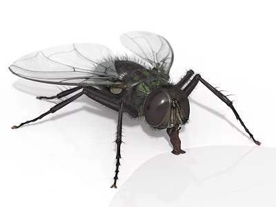 Detailed Close up View of Black Fly with Transparent Wings and Compound Eyes 3d model