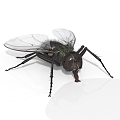 Modern other insect flies 3d model