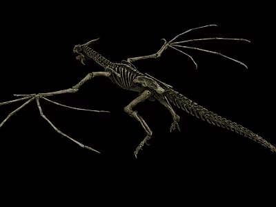 High Quality Medical Skeleton Model For Educational Training And Clinical Use 3d model