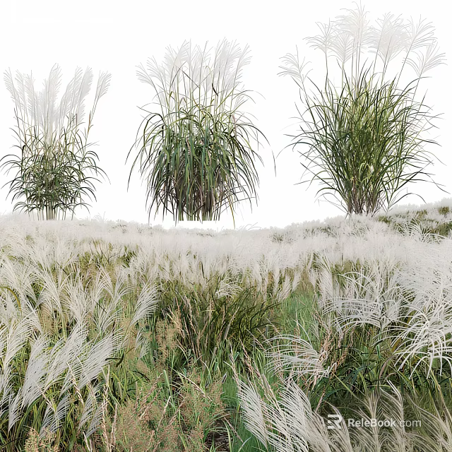 Various Tall Grasses With White And Green Foliage In Lush Meadow Setting 3d model 