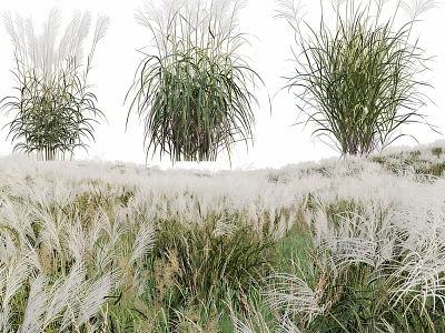 Various Tall Grasses With White And Green Foliage In Lush Meadow Setting 3d model