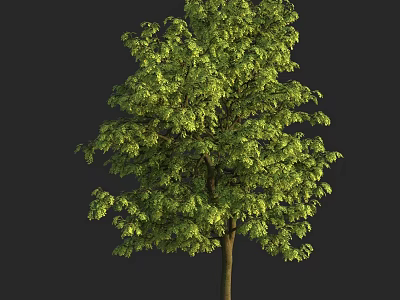 Green Leafy Arbor Tree With Strong Trunk And Lush Foliage In Natural Scene 3d model