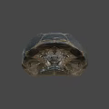 Close Up View Of Dark Turtle Shell With Yellow Patterned Texture 3d model
