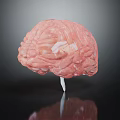 Pink Brain Model With Detailed Texture On Black Background And White Stand Reflection 3d model