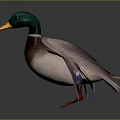 Mallard Duck With Green Head Yellow Beak And Spread Wings Standing On Gray Background