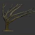 Bare Tree With Leafless Branches and Natural Soil Base Standing Against Dark Background