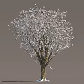 Bare Branched Arbor With White Frost Covered Crown And Natural Structure