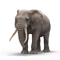 Gray African Elephant With Long Trunk And Tusks Standing On White Background