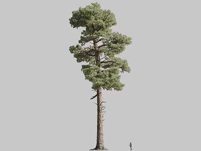 Tall Pine Tree With Green Foliage And Thick Trunk Near Human Figure For Scale 3d model