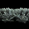 Aquatic Animals Inhabiting Branching Coral Structure Underwater Habitat