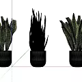Three Snake Plant Bonsai in Black Pots with Green Striped Leaves