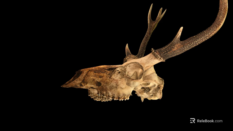Deer Skull With Large Antlers Display On Black Background For Decoration 3d model 