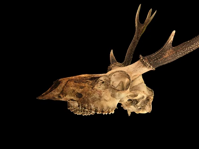 Deer Skull With Large Antlers Display On Black Background For Decoration 3d model