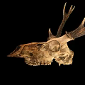 Deer Skull With Large Antlers Display On Black Background For Decoration