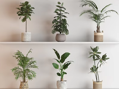 Various Potted Plants With Lush Green Leaves On White Shelf Ceramic And Woven Pots 3d model