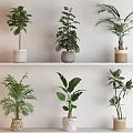 Various Potted Plants With Lush Green Leaves On White Shelf Ceramic And Woven Pots