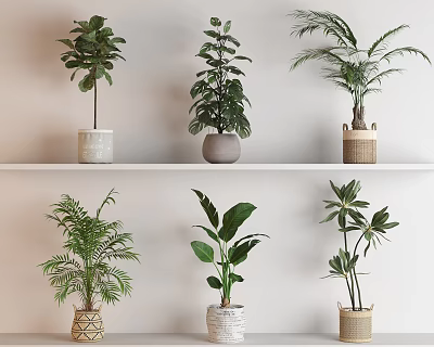 Various Potted Plants With Lush Green Leaves On White Shelf Ceramic And Woven Pots 3d model