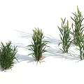 Green Herbaceous Plants in Three Clusters with Different Growth Forms Against Light Blue Sky Background