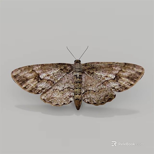 Detailed View of Moth with Spread Patterned Wings on Plain Gray Background 3d model 