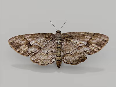 Detailed View of Moth with Spread Patterned Wings on Plain Gray Background 3d model