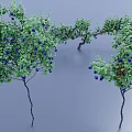 Healthy Blueberry Bushes With Green Foliage And Ripe Blue Fruits